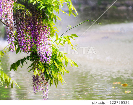 池の水面と藤棚から垂れる藤の花 池の水面と藤棚から垂れる藤の花 122726522
