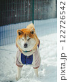 雪の中の柴犬 122726542