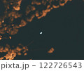 夕暮れに舞う桜 122726543