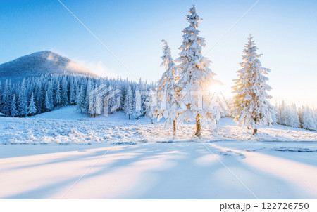 Colorful winter panorama in the Carpathian mountains. Fir trees covered fresh snow at frosty morning glowing first sunlight Colorful winter panorama in the Carpathian mountains. Fir trees covered fresh snow at frosty morning glowing first sunlight 122726750