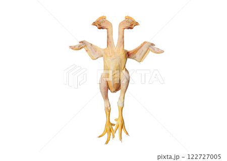 Chicken with two head isolated on white background Chicken with two head isolated on white background 122727005