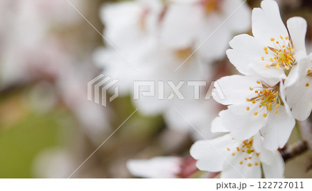Floral spring nature background. White flower Floral spring nature background. White flower 122727011
