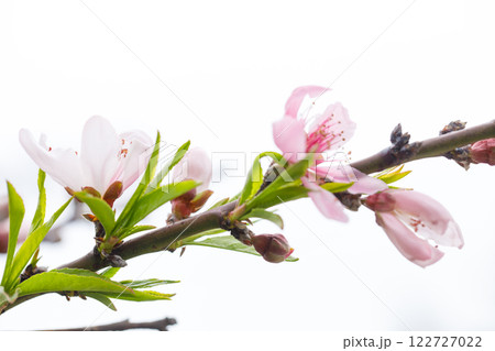 Close-up of spring pink flower on white background 122727022