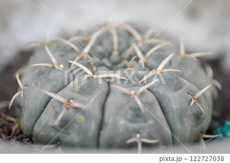 Gymnocalycium stellatum or Gymnocalycium damsii v tucavocense, gymnocalycium damsii ssp or cactus Gymnocalycium stellatum or Gymnocalycium damsii v tucavocense, gymnocalycium damsii ssp or cactus 122727038