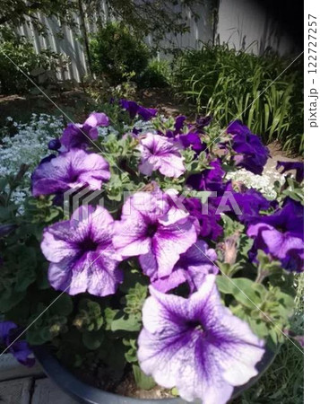 Purple petunias in a garden setting. Purple petunias in a garden setting. 122727257