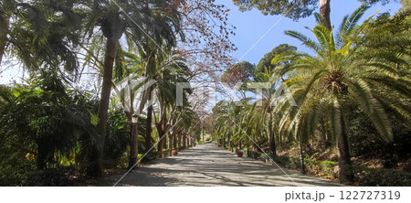 Palm tree lined path in historic botanical garden, Malaga, Spain 122727319