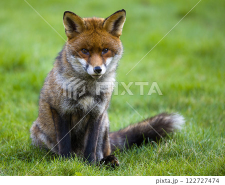 An Elegant Red Fox Sitting Gracefully in a Natural Grassland Setting An Elegant Red Fox Sitting Gracefully in a Natural Grassland Setting 122727474