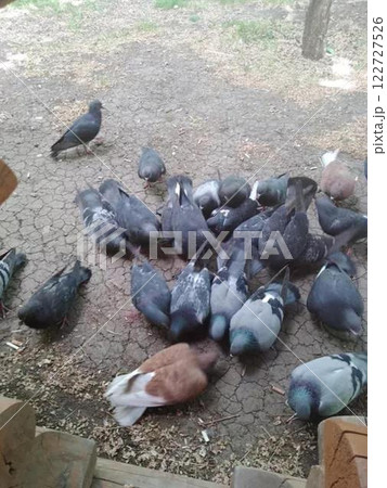 Pigeons sitting on the road in the park eating food 122727526
