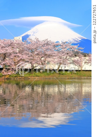 【静岡県】珍しい笠雲の富士山と満開の桜 122727651