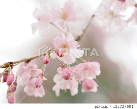 サクラ 122727691