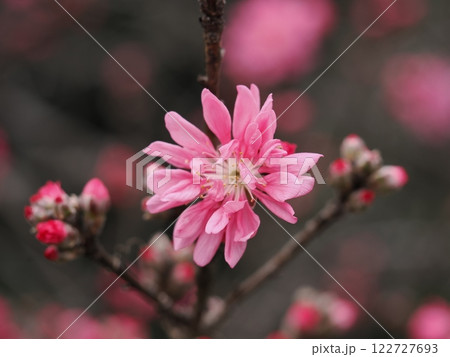 ハナモモ 122727693