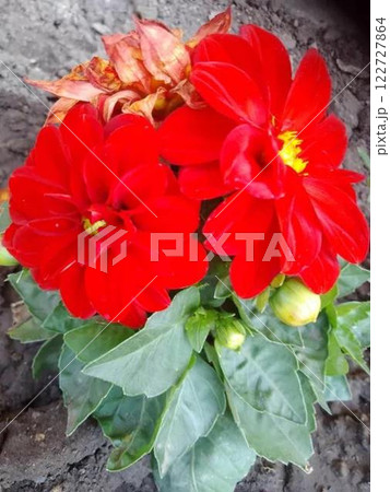 Bright red dahlia flowers in full bloom.  122727864
