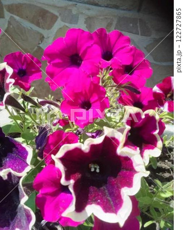 Bright pink and purple petunias in sunlight. Bright pink and purple petunias in sunlight. 122727865