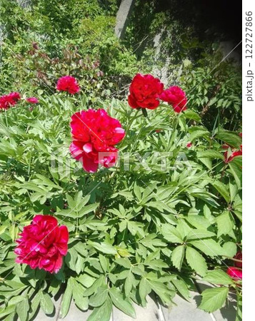 Vibrant red peonies blooming in a green garden 122727866