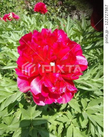Bright red peony blooms in a green garden 122727867