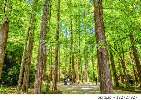 春の生田緑地　新緑イメージ 122727927