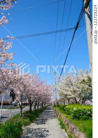 春の桜並木と青空 大阪市 長柄浜通 毛馬橋西詰交差点付近 春の桜並木と青空 大阪市 長柄浜通 毛馬橋西詰交差点付近 122728224