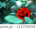ひっそりと佇む赤いバラ 122728504