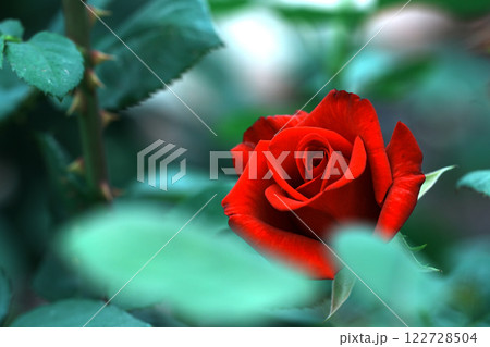 ひっそりと佇む赤いバラ 122728504