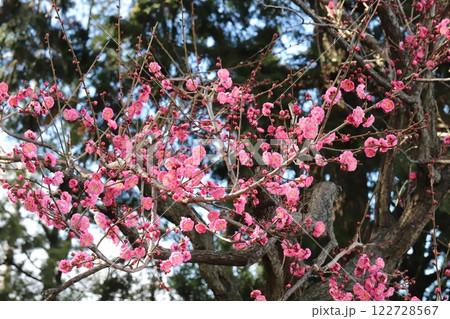 冬の公園に咲くピンク色の紅梅の花 冬の公園に咲くピンク色の紅梅の花 122728567