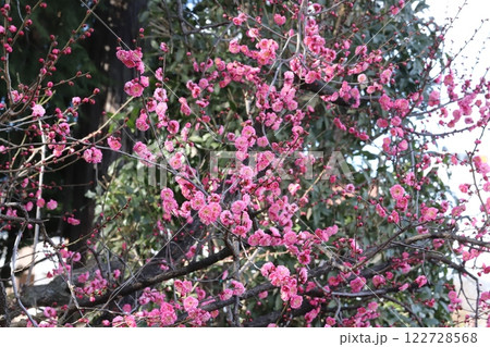 冬の公園に咲くピンク色の紅梅の花 冬の公園に咲くピンク色の紅梅の花 122728568