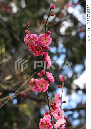 冬の公園に咲くピンク色の紅梅の花 冬の公園に咲くピンク色の紅梅の花 122728570