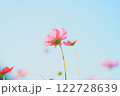 青空に映えるコスモス 122728639