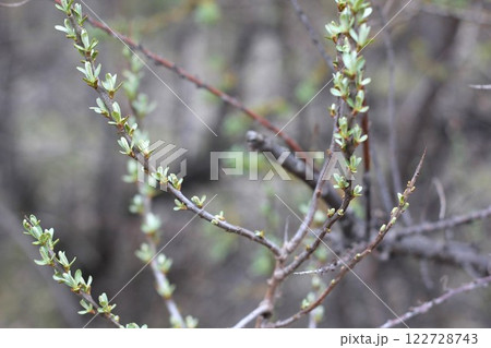 Small young leaves on sea buckthorn branches. Yearly spring plant stage. Small young leaves on sea buckthorn branches. Yearly spring plant stage. 122728743