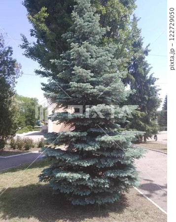 Beautiful blue spruce tree in urban park setting. Beautiful blue spruce tree in urban park setting. 122729050