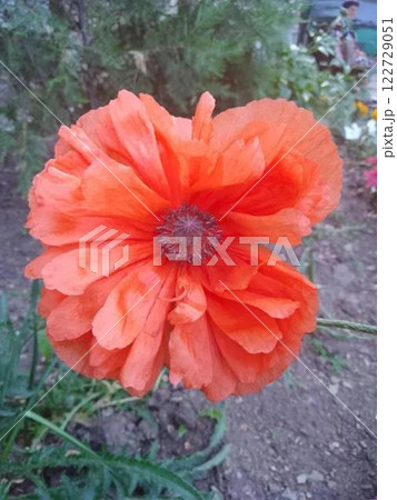Bright orange poppy flower in full bloom. Bright orange poppy flower in full bloom. 122729051