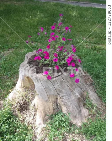 A stump with red flowers growing on it A stump with red flowers growing on it 122729053