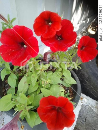 Vibrant red petunia flowers in a black pot. 122729054