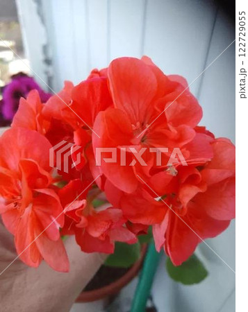 Bright red geranium flowers in a close-up shot. Bright red geranium flowers in a close-up shot. 122729055