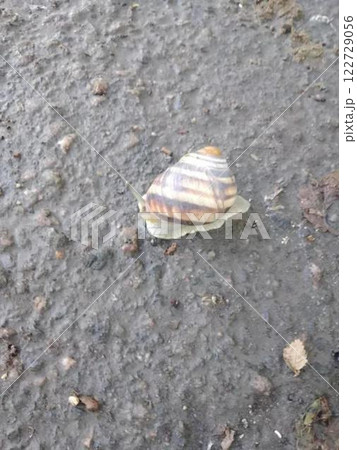Snail moving on wet rough ground surface.  122729056