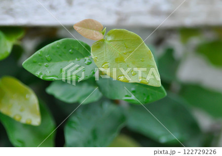 ficus pumila or climbing fig or MORACEAE and dew drop 122729226