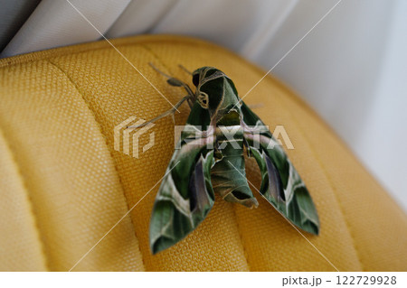 Cute butterfly Daphnis nerii or Army Green Moth on yellow background Cute butterfly Daphnis nerii or Army Green Moth on yellow background 122729928