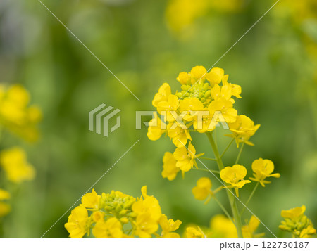 早春のハナナ 122730187