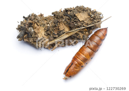 Empty cocoon of Oleander Hawk moth or Daphnis nerii larva on white background 122730269