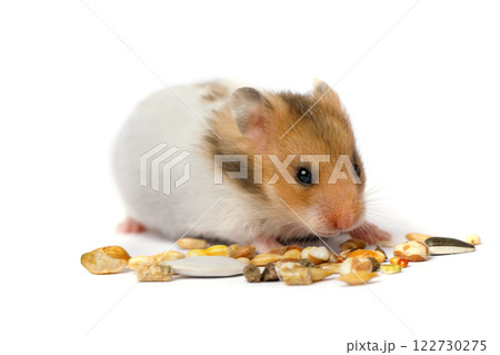 Small hamster with seeds isolated on white background 122730275