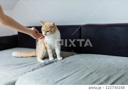 A cute ginger cat in the living room. Cat allergy concept A cute ginger cat in the living room. Cat allergy concept 122730288