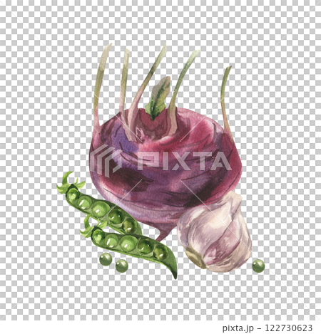 Watercolor vegetables composition with kohlrabi,peace and garlic illustration. Hand drawn superfood clipart, vegan healthy eating painting for soup packing,sauce, product label,logo, menu design. 122730623