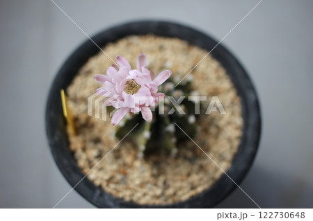サボテンの花 ギムノカリキウムフリードリッヒ ギムノカリキウム サボテンの花 ギムノカリキウムフリードリッヒ ギムノカリキウム 122730648