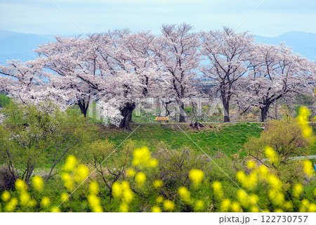 淀川河川公園背割堤の桜と黄色い菜の花 122730757
