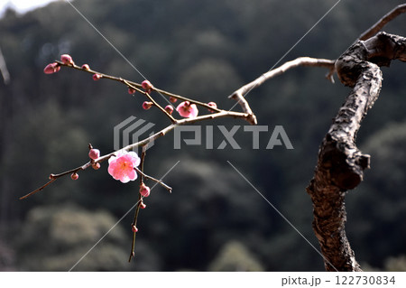 春の訪れを告げる梅の花 122730834