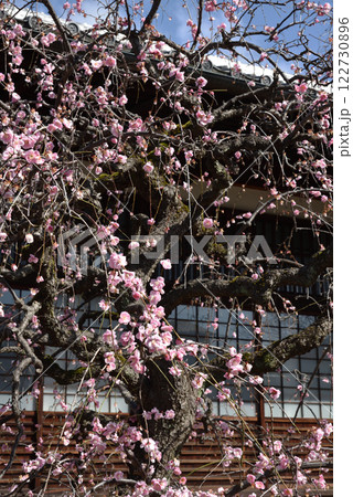 しだれ梅　祐正寺(京都市上京区) 122730896