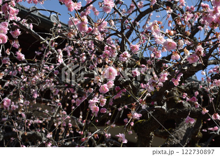 しだれ梅 祐正寺(京都市上京区) しだれ梅 祐正寺(京都市上京区) 122730897