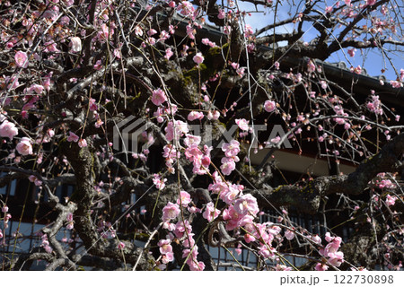 しだれ梅　祐正寺(京都市上京区) 122730898