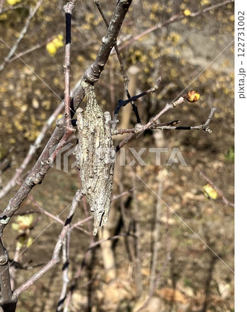 蝋梅の木につるさがる蓑虫 122731002