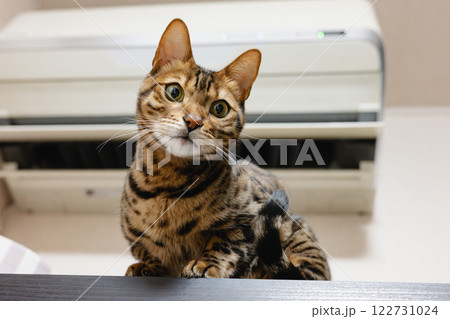 棚の上に登って見下ろす猫 122731024