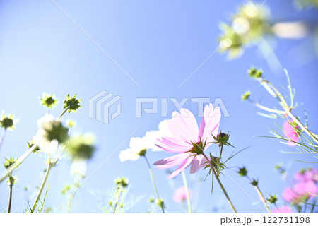 岐阜ワールドローズガーデン 122731198